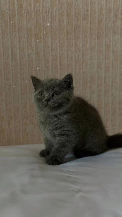 Британские короткошёрстные котята
