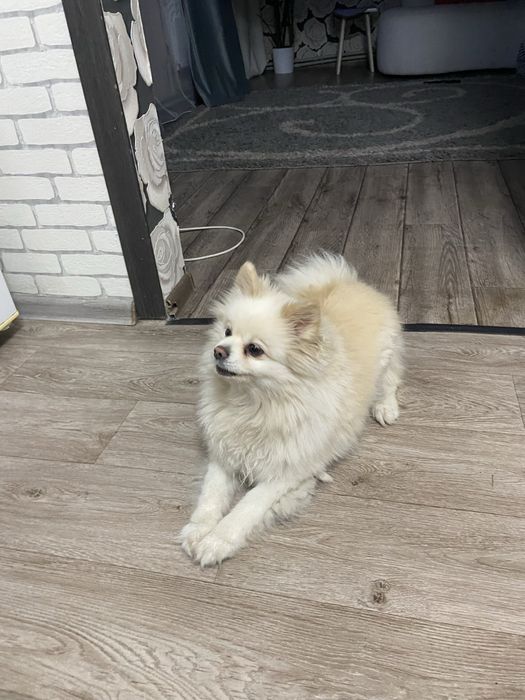 Продам шпится кабеля ему около 2 лет