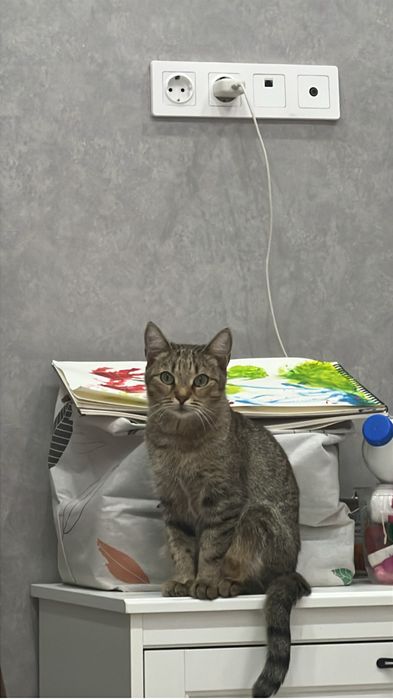 Отдам Кошку охотницу