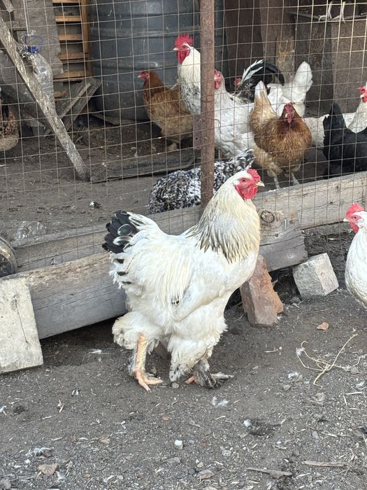 Продам петухов молодых