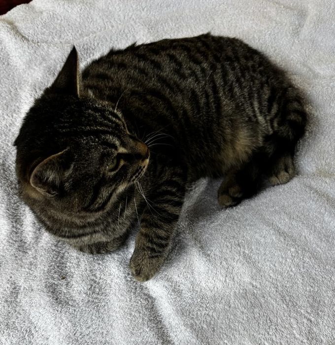 Отдам котенка в добрые руки