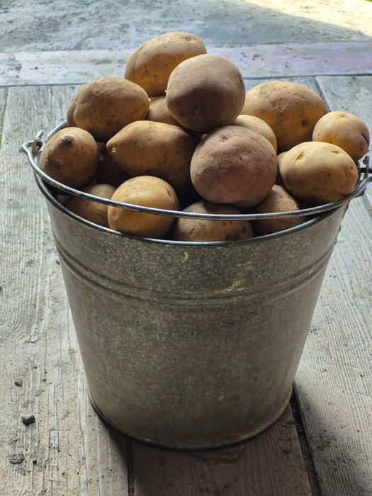 Продам дачный картофель
