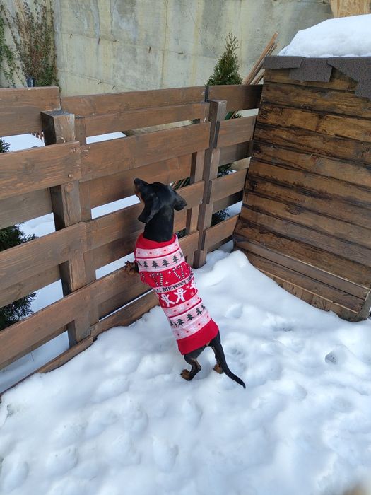 Pet sitter Cluj - cazare la casa