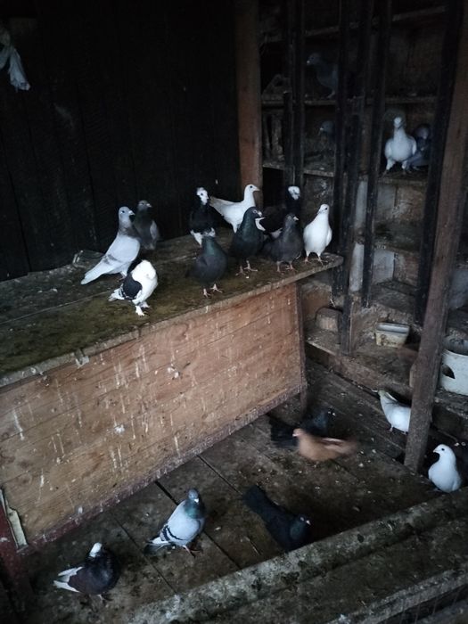 Porumbei de vânzare