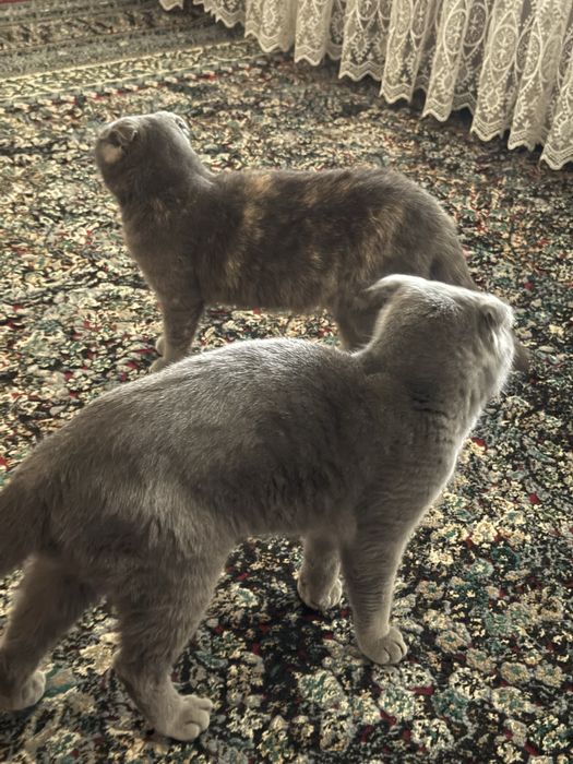 Shotland vislouh mushuklar (juftlik, sog‘lom va uyda boqilgan)