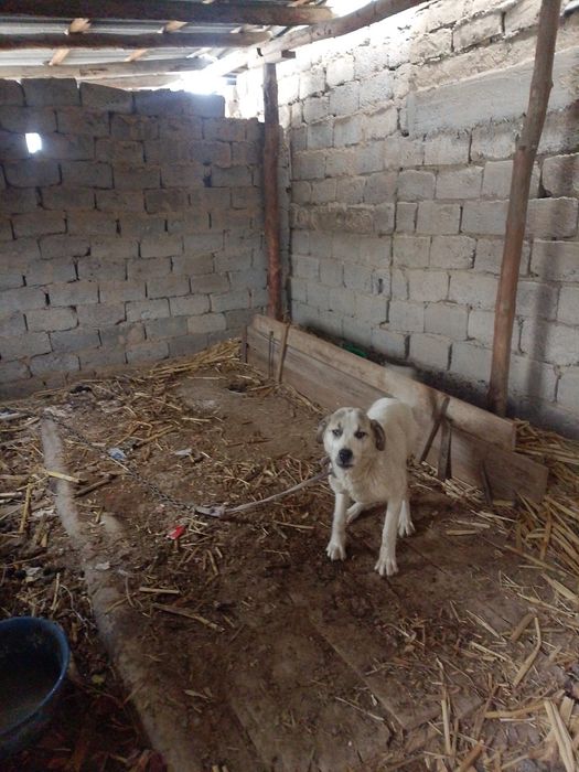 Ит  собака тегін