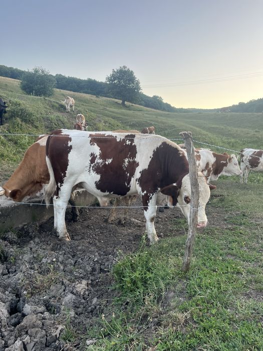 Vand 4 taurasi de la 6 luni la un an