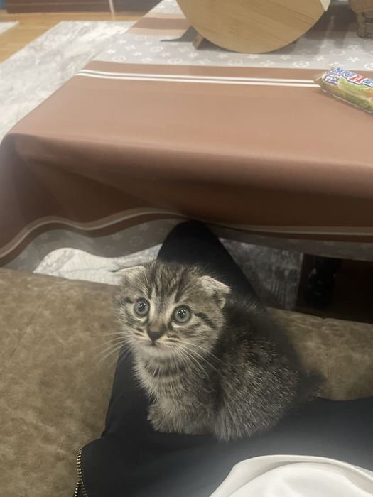 кошка шиншила. mushuk