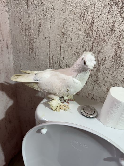 Продам двухчубых голубей