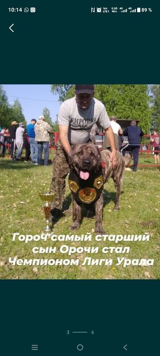 Продам девочку Алабая