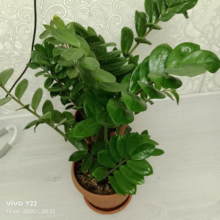 Долларовое дерево