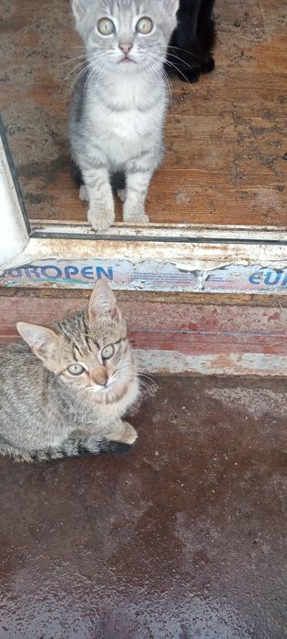 Отдам в добрые руки