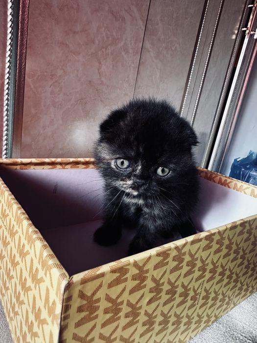 Продается котенок скоттиш фолд