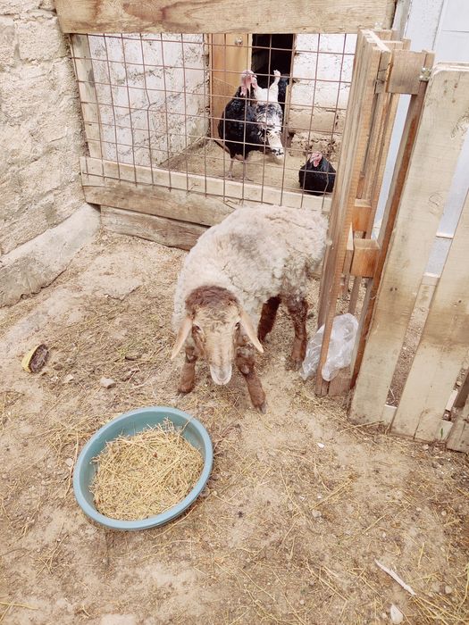 Қой/қозы/лақ/теке/қошқар