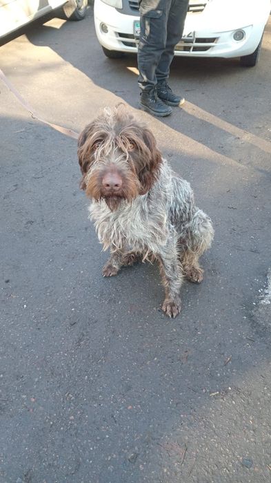 Найден дратхаар, кобель