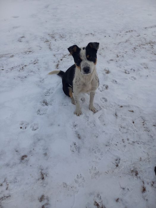 Собачка в добрые руки