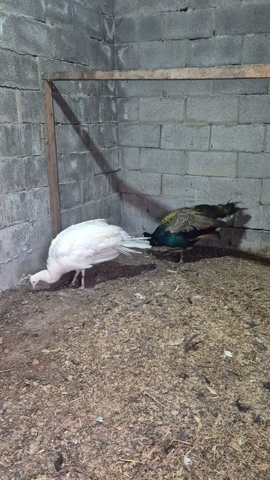 Продам белых павлинов