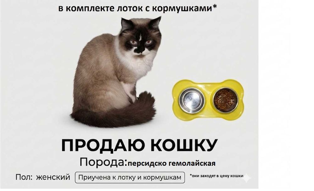 продам кошку с породой, без доставки