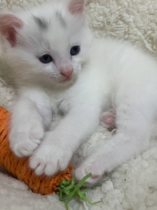 Продается котят в хорошие руки