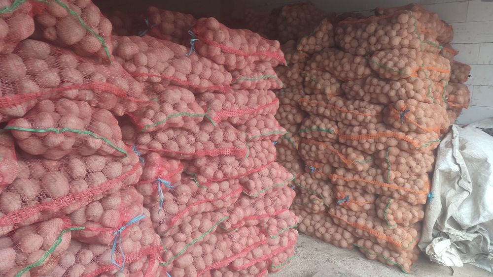 Cartofi consum Bella Rosa si Vineta