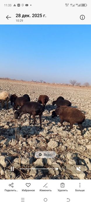 Bug'oz qo'ylar sotiladi