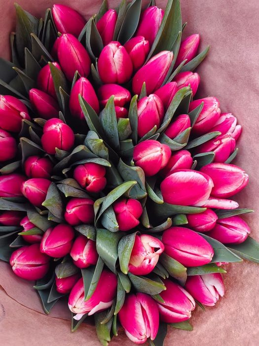 Тюльпаны только оптом