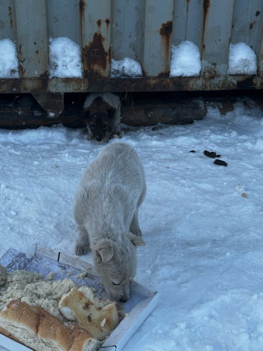 Отдам щенят в добрые руки
