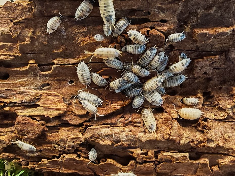 izopode draw cow/Springtails/Dwarf white