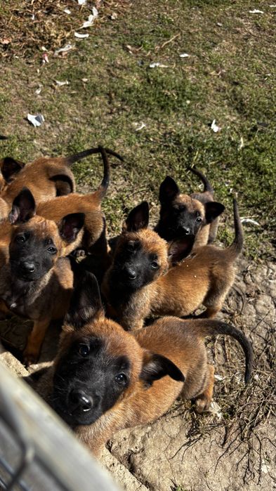 Cătei Malinois de vanzare