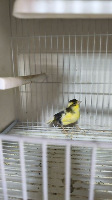 Canari timbrado spaniol cântăreți
