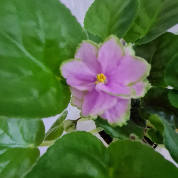 Продам цветущие фиалки