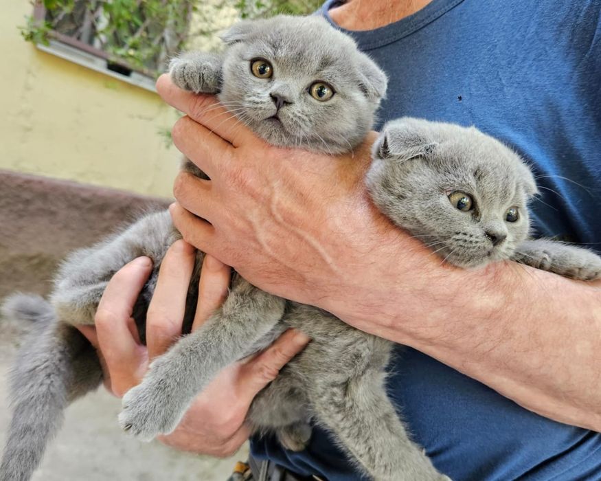 Шотландские малыши