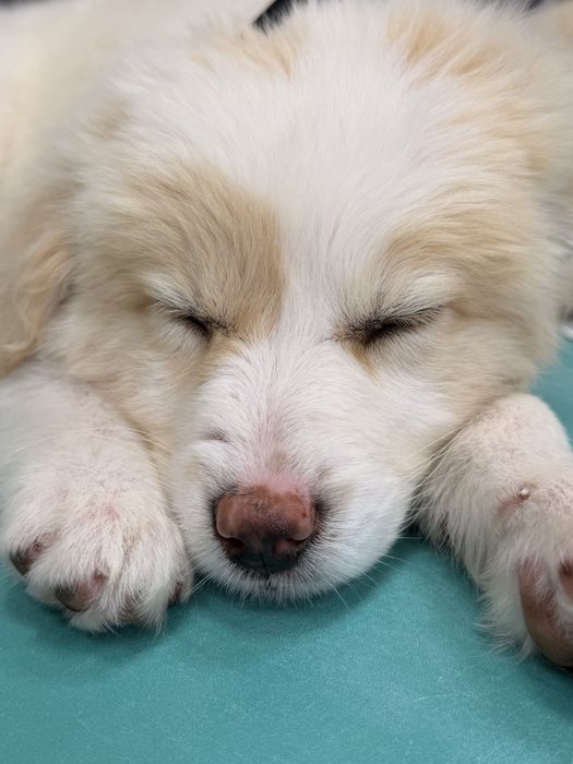 3 женски кученца търсят домове