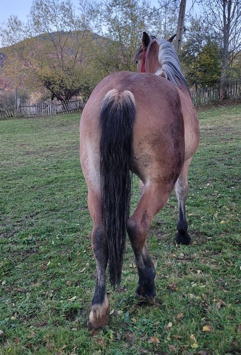 Cârlană de vânzare