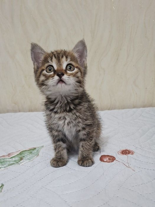 Ласковый котик Лева .1,2 месяца