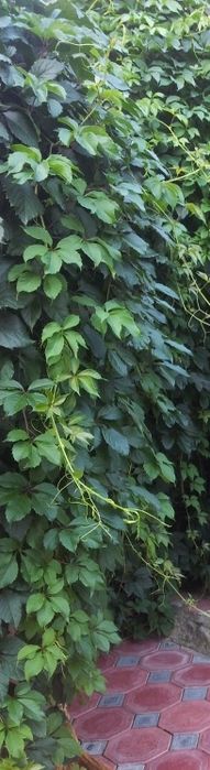 Pulyush gullari sotiladi