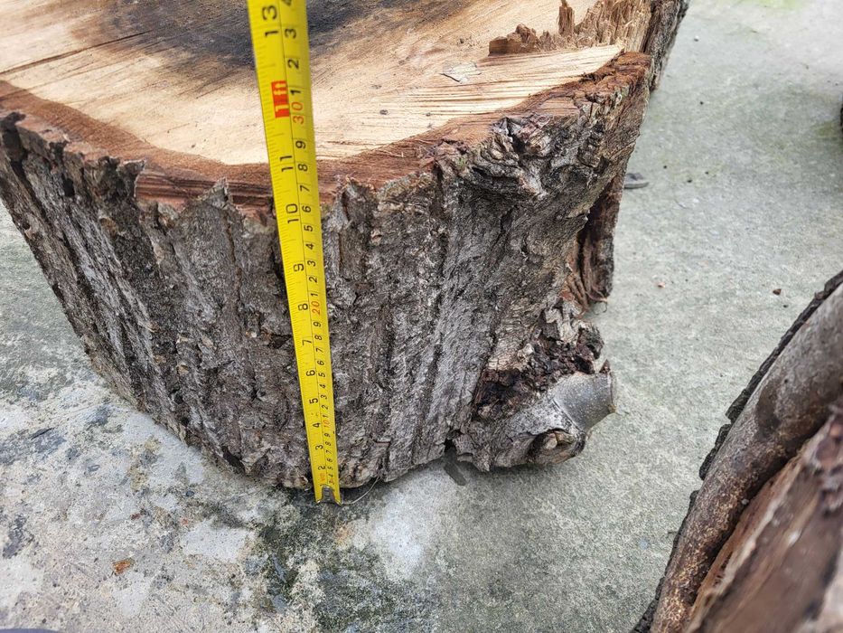 Butuci din lemn de nuc - 12 buc, arbore matur(29 de ani), tăiat recent