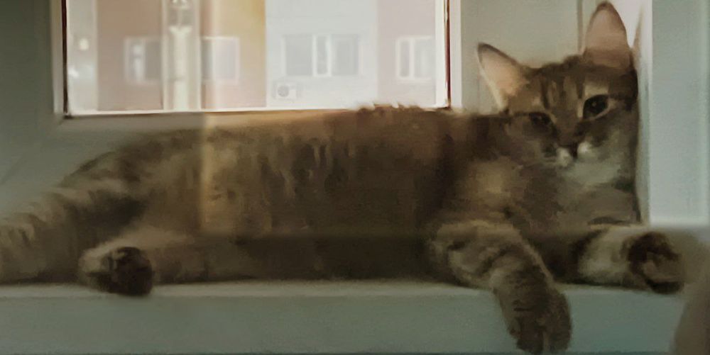 Отдадим Кошку в хорошие руки