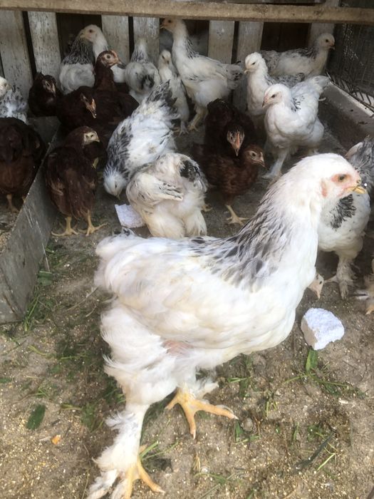 Gaini si cocosi  de 1 an de rasa mare