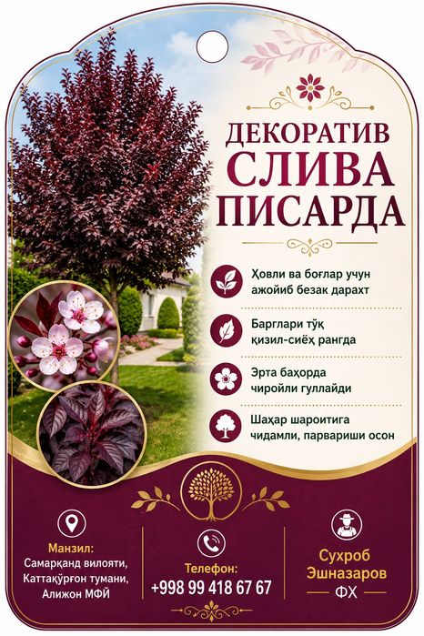 Слива Писарда декоратив кўчатлари сотилади