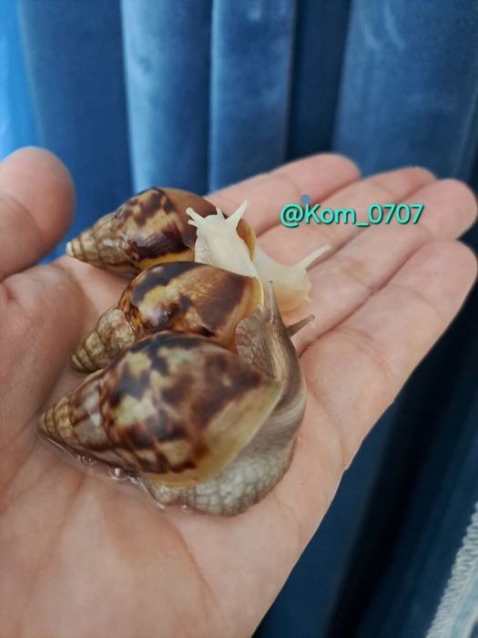 Улитка ахатина косметологическая