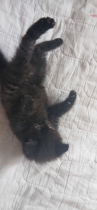 Отдам котенка в добрые руки