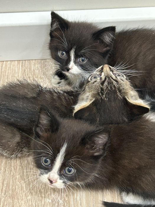 Котята даром в хорошие руки