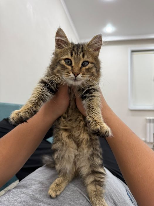 Мейн кун котенок