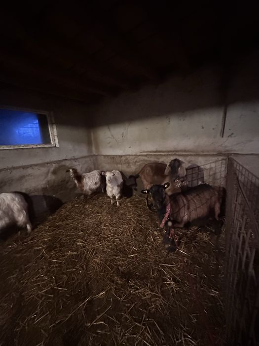 Capre de Vanzare pentru Paste