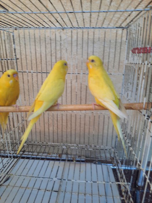 Тоти кушлар албинос