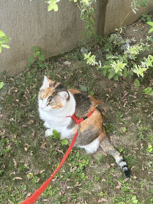 Cat Sitting Cluj-Napoca