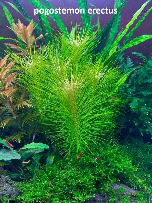 Plante acvariu , Creveți Red Sakura cu livrare oriunde in tara, Acvarist cu experienta