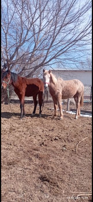 Ургашы тайлар 310