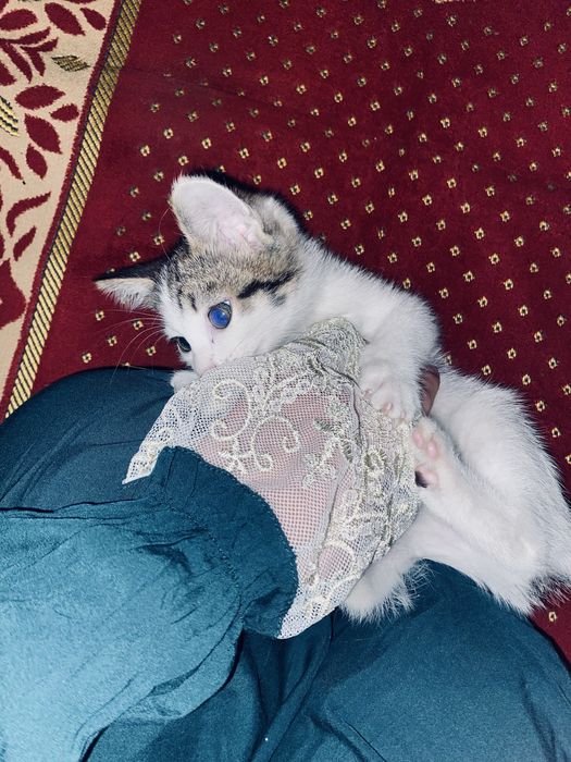 Котята бесплатно